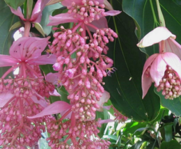 10 Pc Seeds Medinilla Magnifica Flower, Philippine orchid Seeds for Plan... - £30.28 GBP