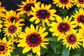 Sell Store 150 Seeds Denver Rudbeckia Hirta Black Eyed Sn Seeds From My Garden G - £6.66 GBP