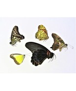 5 real Assorted butterfly, UNMOUNTED, WINGS CLOSED, Insect, Taxidermy - €21,55 EUR