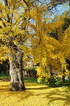 GINKGO BILOBA rare yellow flowering tree china bonsai exotic plant seed 10 seeds - £7.16 GBP