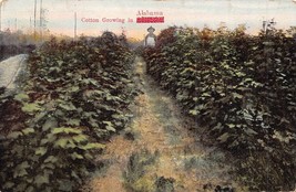 Cotton Growing In ALABAMA~1910 Postcard - £6.40 GBP