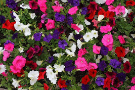 LWSTORE 500 Seeds Petunia Mixed Colors Attract Hummingbirds Gift USPS Shipping - $8.78