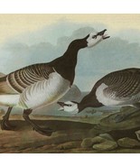 Barnacle Goose Bird 1946 Color Art Print John James Audubon Nature DWV2C - €34,74 EUR