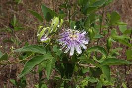 20 Passiflora ciliata Seeds, Fringed Passion flower Seeds - £5.39 GBP