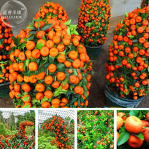 Orange Bonsai Potted Fruit Tree Seeds 20 Smal Sweet Juicy Orange Garden Beautifu - $9.97