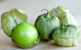 US Seller 600 Green Tomatillo Seeds Physalis Ixocarpa Cape Gooseberry Heirloom O - $10.99