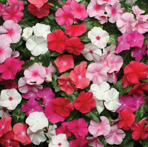 Vinca Pacifica XP Mix SS - $8.55