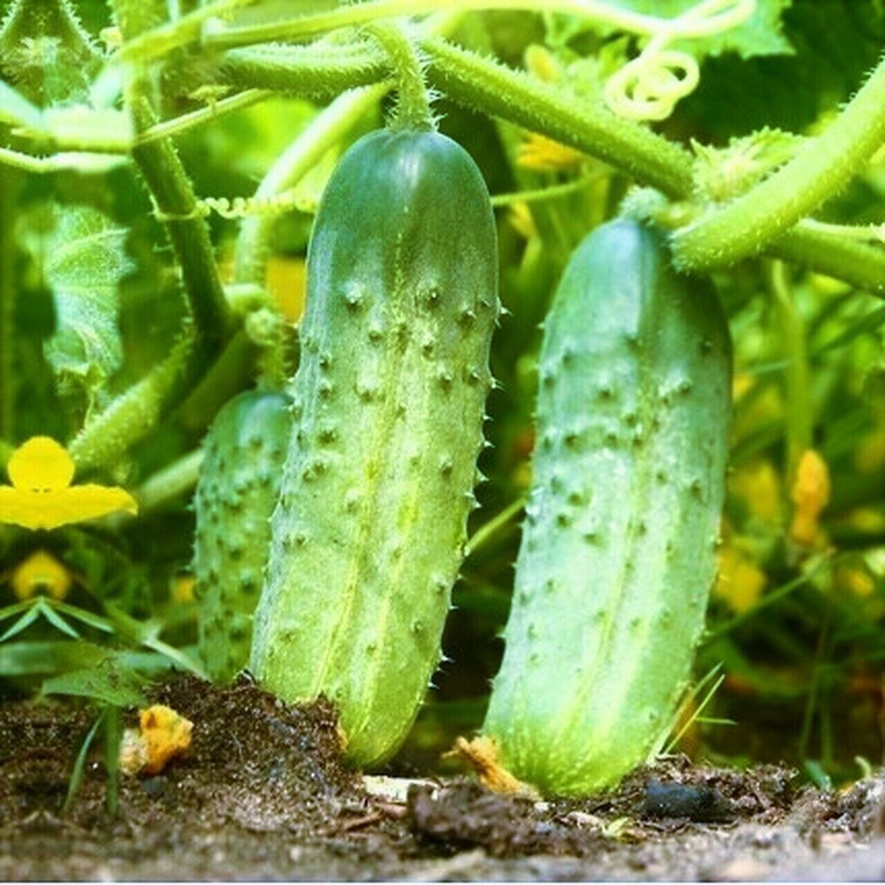 National Pickling Cucumber Specially Bred Best Producer High Yields Easy... - $12.89