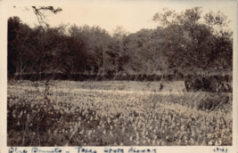 Texas State FLOWER-BLUE BONNETS~1941 Real Photo Postcard - £7.75 GBP