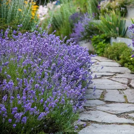 100 True English Lavender Flower Seeds USA Seller - £6.35 GBP