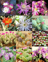 20pcs GIBBAEUM Mix Succulents Garden Plants - Seeds - $6.78