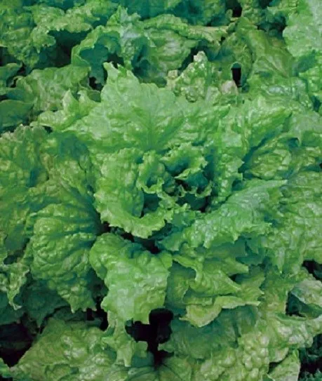 3,000 Lettuce Seeds Leaf Salad Bowl Green Fresh - £8.23 GBP