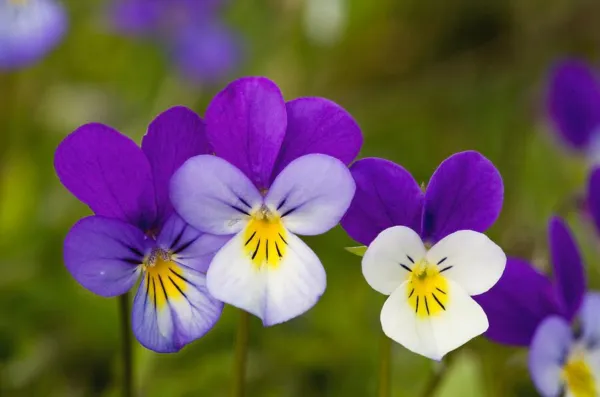 Johnny Jump Up (Viola Tricolor) Violet Flower 340 Seeds Garden - £3.52 GBP