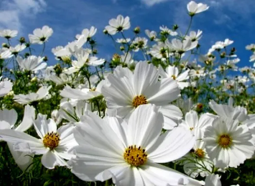 White Cosmos Purity Cosmos Draws Butterflies 75Ct Fresh Seeds - £9.78 GBP