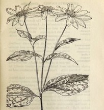 1905 Jerusalem Artichoke Wild Flower Print Pen &amp; Ink Lithograph Antique  - £13.93 GBP