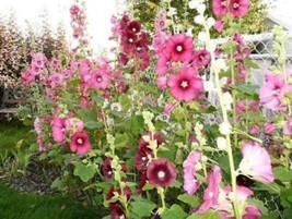 Sale 50 Seeds Mixed Colors Hollyhock King Henry Viii Mix Alcea Rosea Flower USA - £7.91 GBP