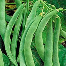 50 Navy Bean Michigan Pea White Phaseolus Vulgaris Soup Vegetable Seeds From US  - $8.35