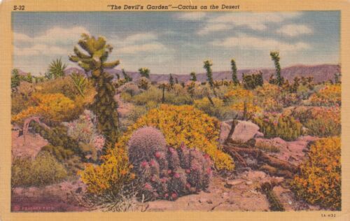 Primary image for The Devil's Cactus Garden on the Desert Postcard C13