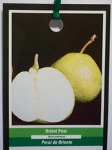 Orient Pear 4-6 Ft Tree Fruit Plant More Sweet Juicy Pears Trees Orchard Now - £110.56 GBP