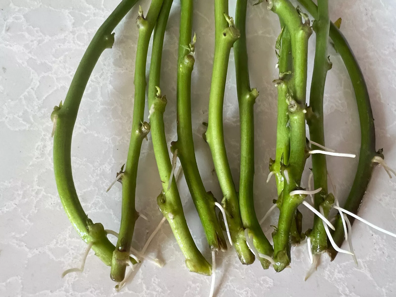 10 Easy To Grow Slips Rooted Sweet Potato Slips Cutting Vines - $43.98