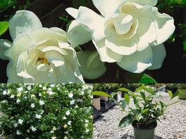 Live Plant ( 1 QT ) August Beauty Gardenia - $43.98