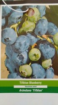 Tif Blue Blueberry 5 Gal Plant Live Healthy Plants Blueberries Natural Vitamins - £76.01 GBP