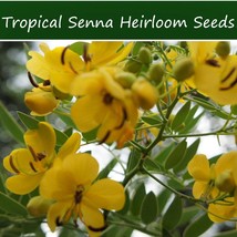 Tropical Seeds Senna Alexandrina 10 Seeds Multi Use Ornamental Cassia Angustifol - £13.67 GBP