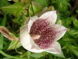 30 Purple Spotted Campanula Takesimana Canterbury Bells Perennial Flower... - $12.88