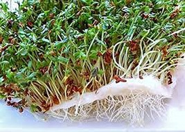 Alfalfa Sprout Seed, Sprouts, Heirloom, Organic 1000 Seeds, Micro Greens - £10.54 GBP