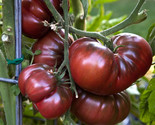 50 Black Brandywine Tomato Seeds Fast Shipping - £7.22 GBP