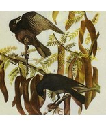Fish Crow Bird 1946 Color Art Print John James Audubon Nature DWV2D - $570.01 MXN