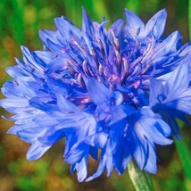 400 Seeds Cornflower Bachelor Button Blue Dwarf Cutflowers Heirloom Non Gmo - £6.37 GBP