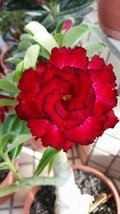 THJAR 4 Red Black Tips Desert Rose Seeds Adenium Obesum Flowers Perennial Exotic - £7.37 GBP