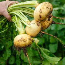 USA SELLER 500 Turnip golden ball seeds 114 Free Shipping - £12.05 GBP