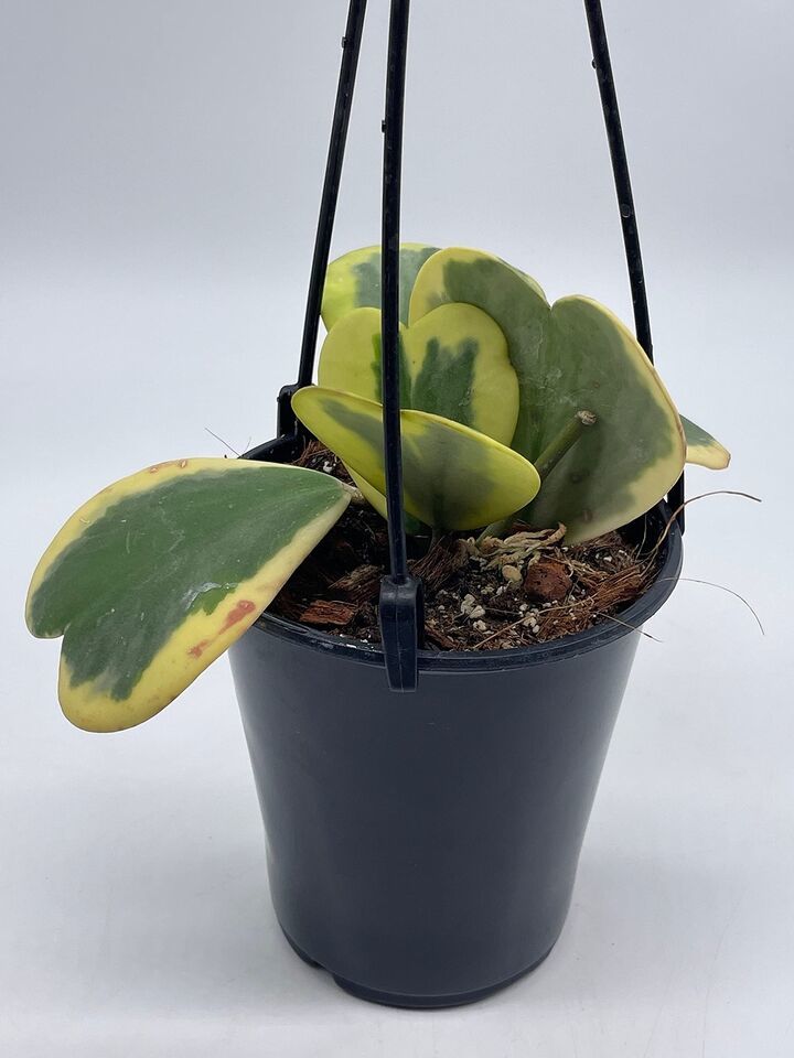 Variegated Hoya Kerrii Heart On The Vine, at Least 6 Hearts, Sweetheart Plant Item image 2