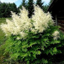 Goats Beard Aruncus Dioicus Showy Plumes Cutting Favorite Patio Container 100 Se - $9.59