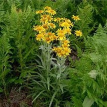 50 Pcs Yellow Sneezeweed Hoppesii Flower Seeds #MNSS - £11.98 GBP