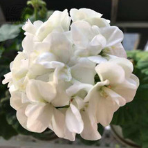 10 Seeds Geranium Purely Milky White Big Blooms Bonsai Flowers &#39;Seeds&#39; Organic D - £6.76 GBP