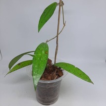 Hoya Rindu Rafflesia Green Leaves Fast Shipping Free Phytosanitary Certificate,  - £39.39 GBP
