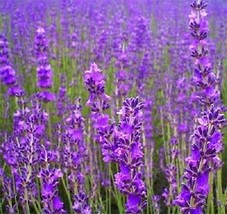 Sale 500 Seeds True English Lavender Vera Lavandula Angustifolia Herb Flower  US - £7.74 GBP