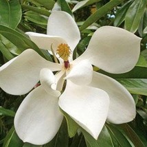 New Fresh Seeds Magnolia Grandiflora Southern Or Large Flowered Magnolia Bull Ba - $18.10