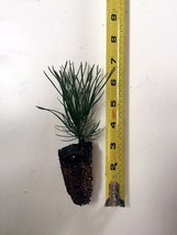 1 Mugo Pine - Swiss Mountain Pine (Pinus Mugo, mughus) - Bonsai or Landscape - £7.08 GBP