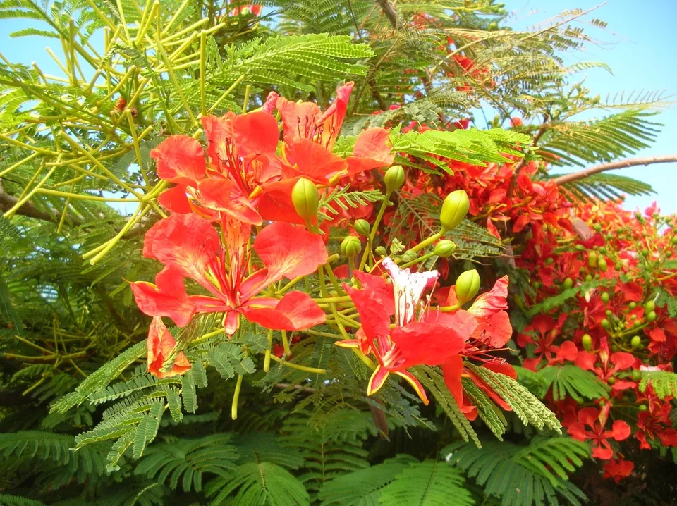 RAFH 5 Royal Poinciana Tree Delonix Regia Seeds USA Heirloom Seeds - £6.77 GBP