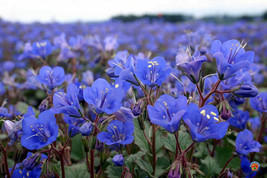 California Bluebell Desert Canterbury Flower Seeds Phacelia 500 Seeds Fresh Gard - $14.25