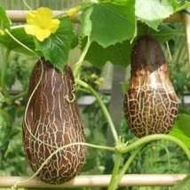 5 Cucumis Sativus Sikkimensis Sikkim Cucumber Seeds For Planting   - $19.50