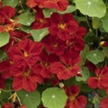 Fresh 50 Mahogany Gleam Nasturtium Seeds for Garden - €6,88 EUR