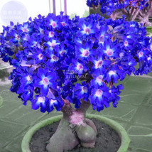 BELLFARM Adenium Dark Blue Petals Light Pink Eye Flower Seeds, 2 seeds, professi - £3.25 GBP