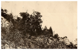 RPPC Postcard Unknown Landscape Trees Colorado Posted 1910 Denver CO - £4.70 GBP