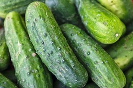 SL 25+ Seeds Connecticut Cucumbers Fresh Garden Crop Seeds Pickling Salad Vegeta - £2.65 GBP