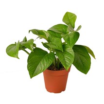 Pothos &#39;Green Queen&#39;-4&quot; Pot - $32.49